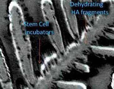 Dehydrating HA Fragments